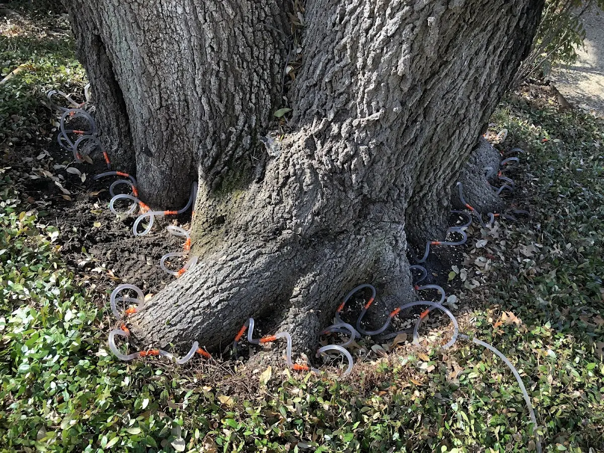 Detailed Tree Cabling and Bracing job site in Cocolalla