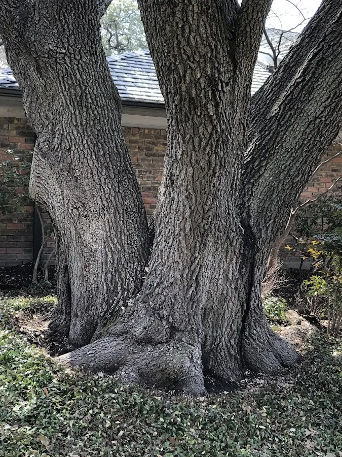 Mature heritage tree close to a Cocolalla property cared for by certified arborists